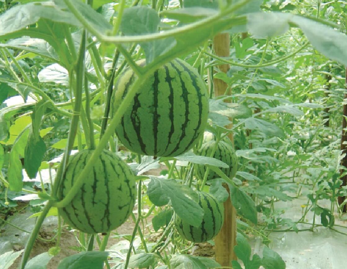 山東91短视频污APP下载塑膠有限公司